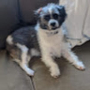 Meet your Posher, Keven